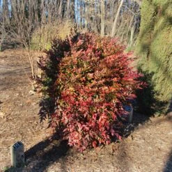 Obsession™ Nandina Shrub 12 Obsession™ Nandina Shrub -Brighter Blooms Sales Nandina Obsession 3
