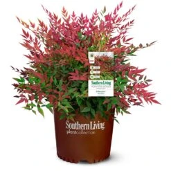 Obsession™ Nandina Shrub 14 Obsession™ Nandina Shrub -Brighter Blooms Sales Nandina Obsession 4
