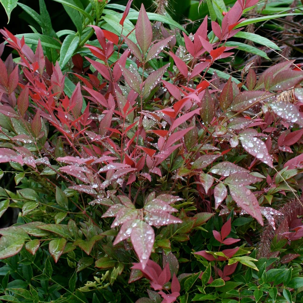 Obsession™ Nandina Shrub 7 Obsession™ Nandina Shrub - Image 5