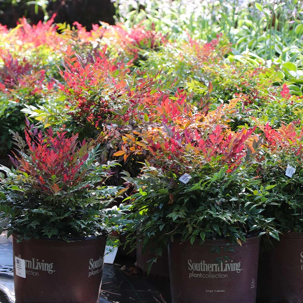 Obsession™ Nandina Shrub 9 Obsession™ Nandina Shrub - Image 7