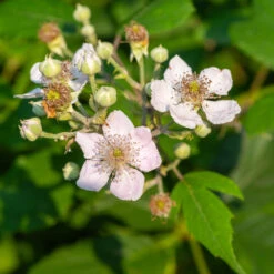 Navaho Blackberry -Brighter Blooms Sales Navaho Blackberry 1