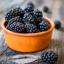 Navaho Blackberry -Brighter Blooms Sales Navaho Blackberry 4 BB