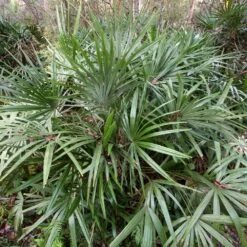 New Products -Brighter Blooms Sales Needle Palm 3