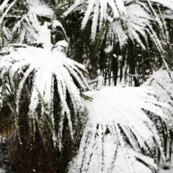 Needle Palm Tree 9 Needle Palm Tree -Brighter Blooms Sales Needle Palm 5 BB