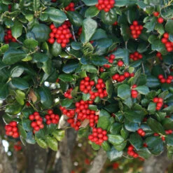 Nellie Stevens Holly Tree -Brighter Blooms Sales Nellie Stevens Holly 1 BB