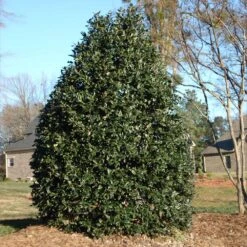 Nellie Stevens Holly Tree -Brighter Blooms Sales Nellie Stevens Holly 3 BB