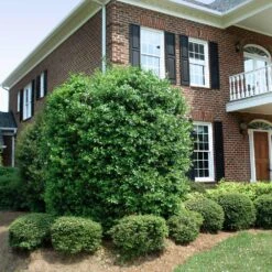 Nellie Stevens Holly Tree -Brighter Blooms Sales Nellie Stevens Holly 4 BB