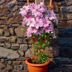 Nelly Moser Clematis Vine -Brighter Blooms Sales Nely Moser Clematis 2 BB