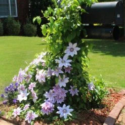 Nelly Moser Clematis Vine -Brighter Blooms Sales Nely Moser Clematis 3