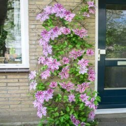 Nelly Moser Clematis Vine -Brighter Blooms Sales Nely Moser Clematis 4 BB