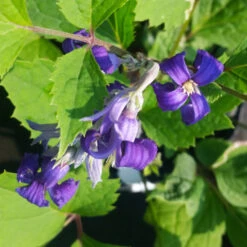 New Love Clematis Shrub -Brighter Blooms Sales New Love clematis 1