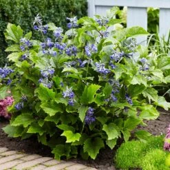 New Love Clematis Shrub -Brighter Blooms Sales New Love clematis 5