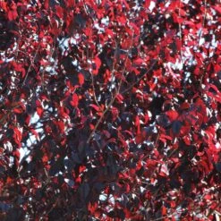 Newport Plum Tree -Brighter Blooms Sales Newport Flowering Plum 2