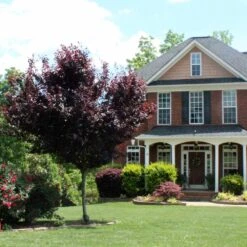 Newport Plum Tree -Brighter Blooms Sales Newport Flowering Plum 6 BB