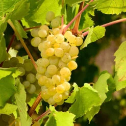 Niagara Grape Vine -Brighter Blooms Sales Niagara Grape 3 BB