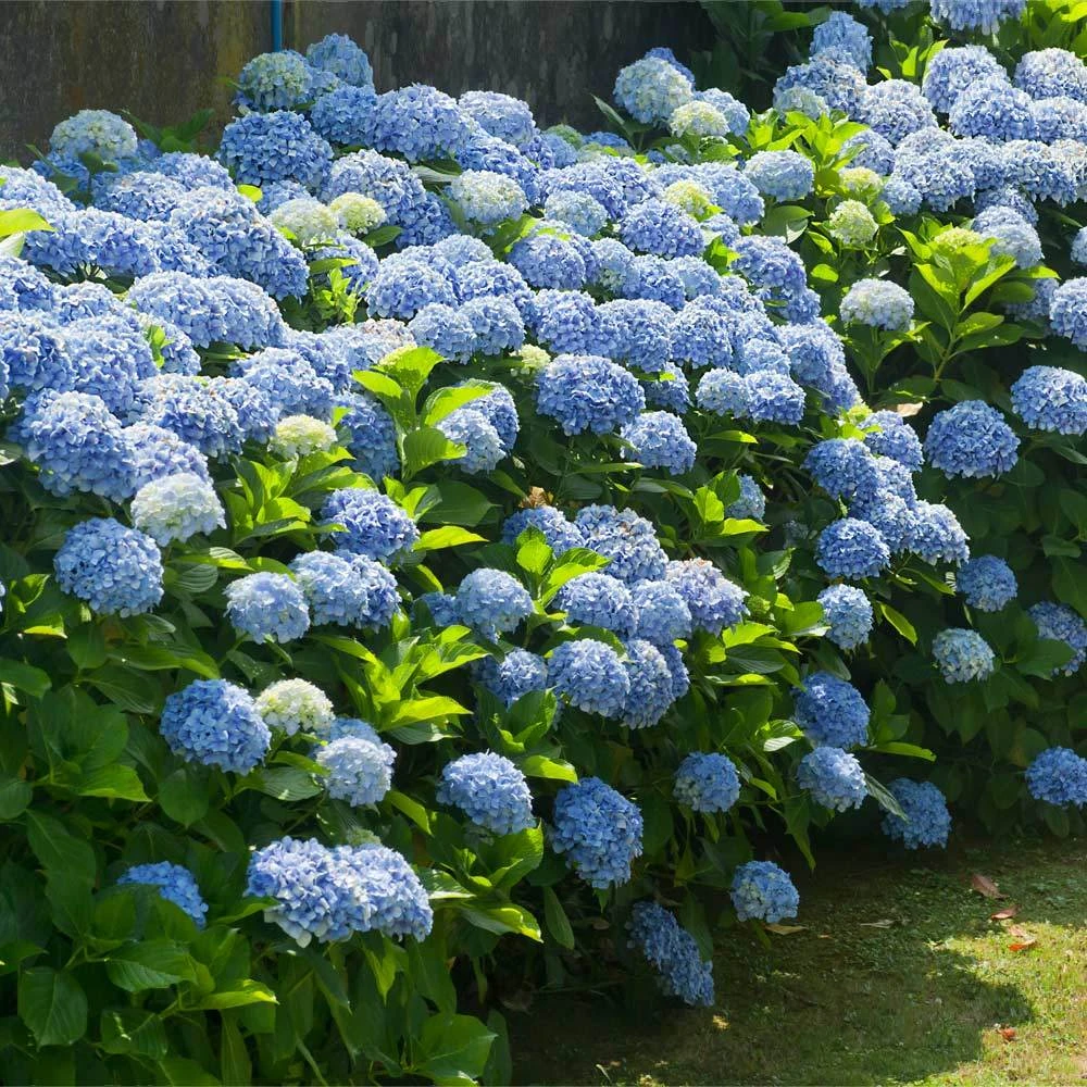 Nikko Blue Hydrangea Shrub 4 Nikko Blue Hydrangea Shrub - Image 2