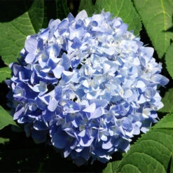 Nikko Blue Hydrangea Shrub 8 Nikko Blue Hydrangea Shrub -Brighter Blooms Sales Nikko Blue Hydrangea 2 BB