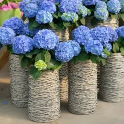 Nikko Blue Hydrangea Shrub 9 Nikko Blue Hydrangea Shrub -Brighter Blooms Sales Nikko Blue Hydrangea 3 BB