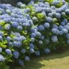 Nikko Blue Hydrangea Shrub -Brighter Blooms Sales Nikko Blue Hydrangea BB 600x600 8302e6a7 cdff 4202 b1f8 31845f77d207