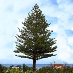 Norfolk Island Pine Tree -Brighter Blooms Sales Norfolk Island Pine 5 BB