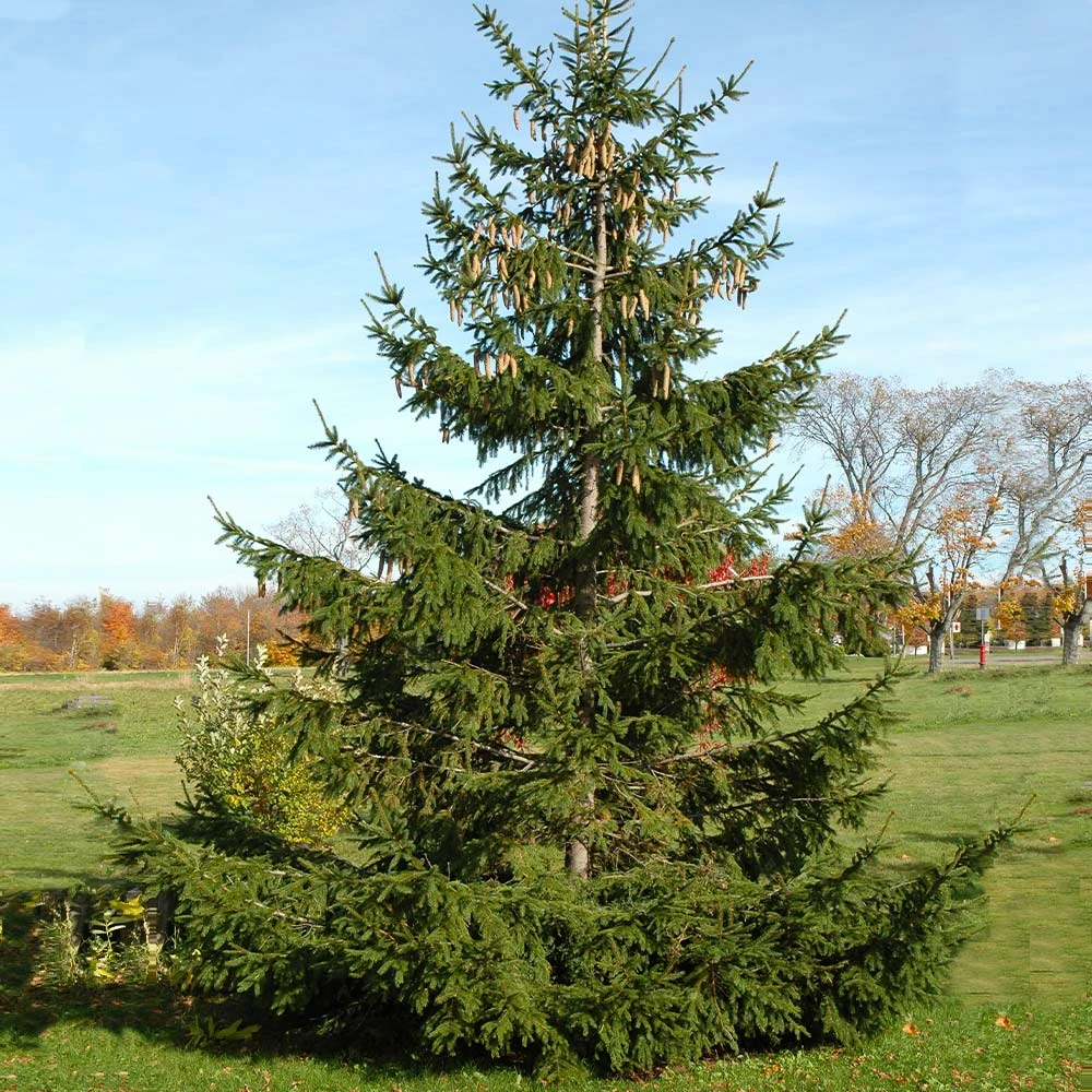 Norway Spruce Tree 5 Norway Spruce Tree - Image 3