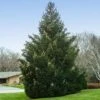 Norway Spruce Tree -Brighter Blooms Sales Norway Spruce 600x600 BBB