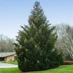 Norway Spruce Tree