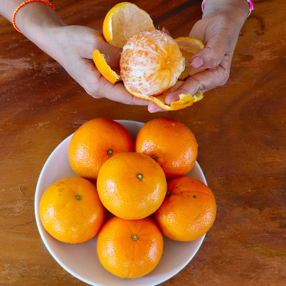 Nules Clementine Tree 5 Nules Clementine Tree - Image 3