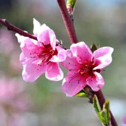 Indian Free White Peach Tree -Brighter Blooms Sales OHenry Peach 1 564ad7e7 91d1 44f9 8d7a 7b5ef8d99b59
