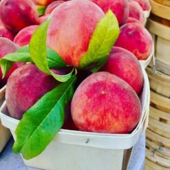 O'Henry Peach Tree -Brighter Blooms Sales OHenry Peach 3