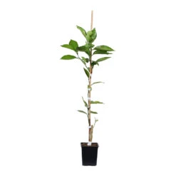 Minneola Tangelo Tree -Brighter Blooms Sales ORG VOG 12 1QT 7a17e14e 318a 45b5 9d52 35121f63fbc8