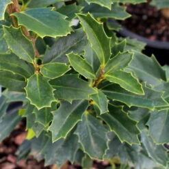 Oak Leaf™ Holly Tree -Brighter Blooms Sales Oak Leaf Holly 3