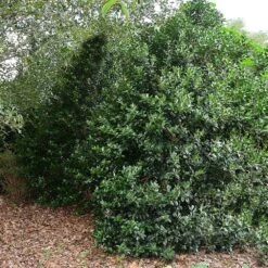 Oak Leaf™ Holly Tree -Brighter Blooms Sales Oak Leaf Holly 5 BB