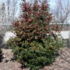 Oak Leaf™ Holly Tree 2 Oak Leaf™ Holly Tree -Brighter Blooms Sales Oak Leaf Holly BB 600x600 510c255d 030f 4121 9386 54aa540801ee
