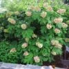 Oakleaf Hydrangea Shrub 1 Oakleaf Hydrangea Shrub -Brighter Blooms Sales Oakleaf Hydrangea BB 600x600 9a64549d 35ae 40a4 852a eff1349356c7