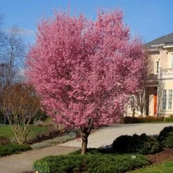 Okame Cherry Tree 11 Okame Cherry Tree -Brighter Blooms Sales Okame Cherry 1 BB