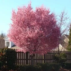 Okame Cherry Tree 14 Okame Cherry Tree -Brighter Blooms Sales Okame Cherry 3 BB