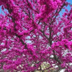 Oklahoma Redbud Tree -Brighter Blooms Sales Oklahoma Redbud 3