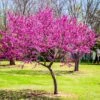 Oklahoma Redbud Tree -Brighter Blooms Sales Oklahoma Redbud BB 600x600 d181d86d 4eff 47aa b74d 97b285df32d7
