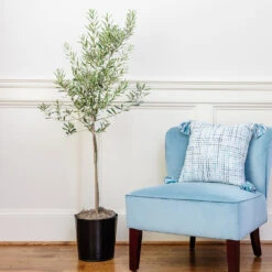 Oliana Olive Tree -Brighter Blooms Sales Oliana olive 1 ef2606b8 f443 41e0 a064 063d8695b3d9