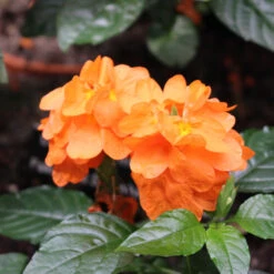 Orange Marmalade Crossandra -Brighter Blooms Sales Orange Marrmelade Crossandra 1 BB