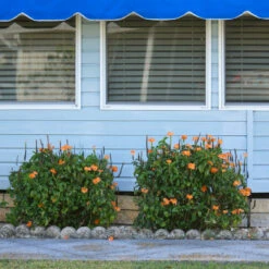 Orange Marmalade Crossandra -Brighter Blooms Sales Orange Marrmelade Crossandra 4