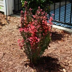 Orange Rocket Barberry Shrub -Brighter Blooms Sales Orange Rocket Barberry 5 FGT