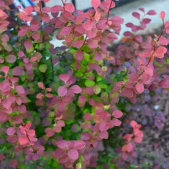 Orange Rocket Barberry Shrub -Brighter Blooms Sales Orange Rocket Barberry 6 bb