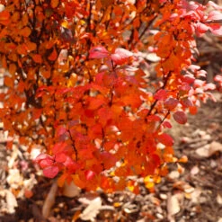 Orange Rocket Barberry Shrub -Brighter Blooms Sales Orange Rocket Barberry 7