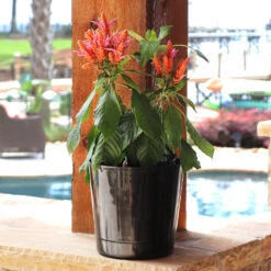 Orange Shrimp Plant 8 Orange Shrimp Plant -Brighter Blooms Sales Orange Shrim plant 3