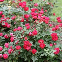Oso Easy'® Double Red Rose 9 Oso Easy'® Double Red Rose -Brighter Blooms Sales Oso Double Red Rose 1