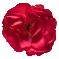 Oso Easy'® Double Red Rose 10 Oso Easy'® Double Red Rose -Brighter Blooms Sales Oso Double Red Rose 3