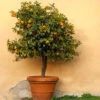 Owari Satsuma Tree 1 Owari Satsuma Tree -Brighter Blooms Sales Owari Satsuma Mandarin BB 600x600 ab81f485 4297 485d bd67 69f5b8f5b009
