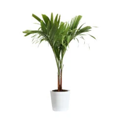 Christmas Palm Tree -Brighter Blooms Sales PAL CHR 23 3 delilah white